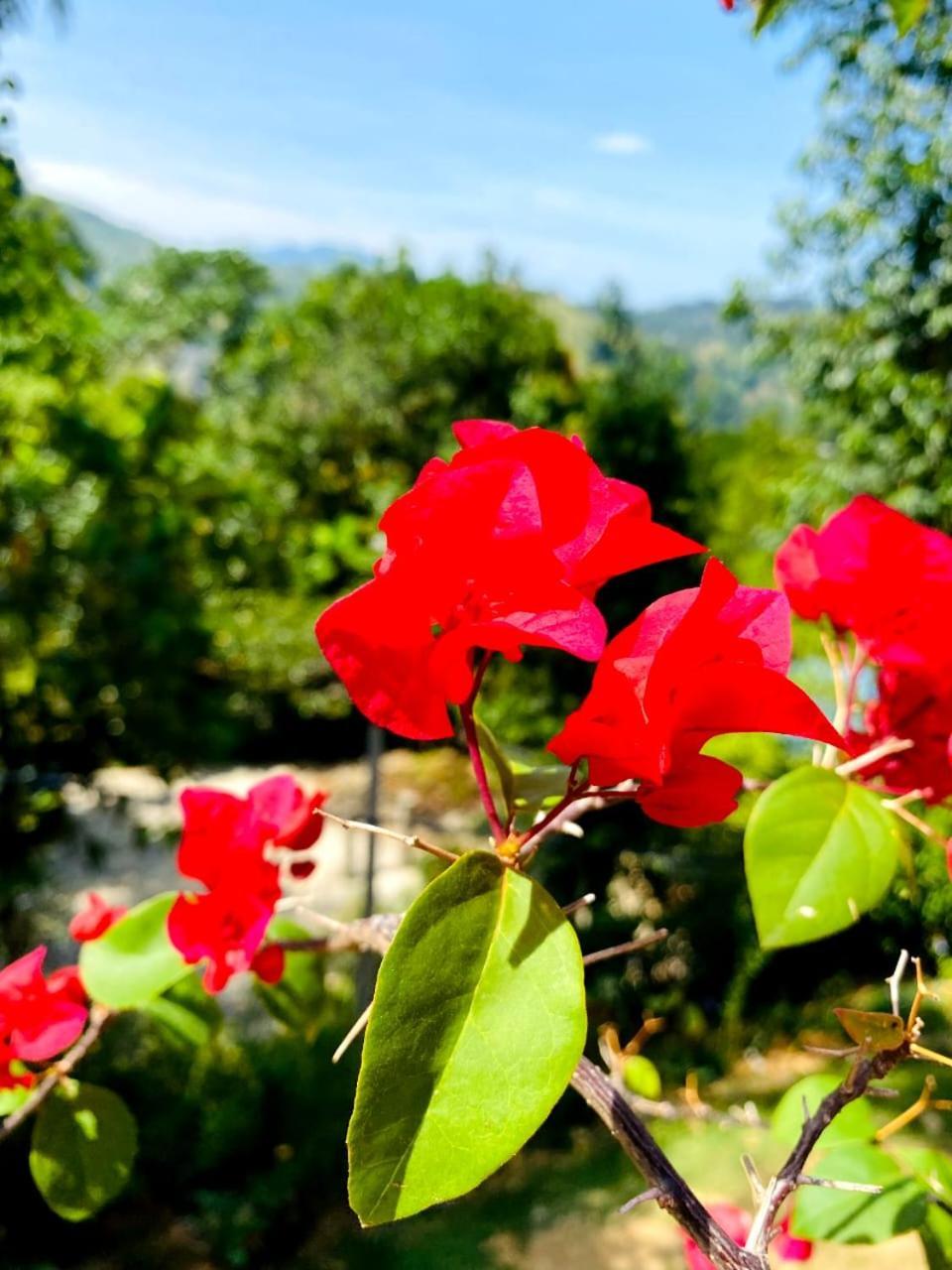 Blissful Haven Hotel Ella Kültér fotó