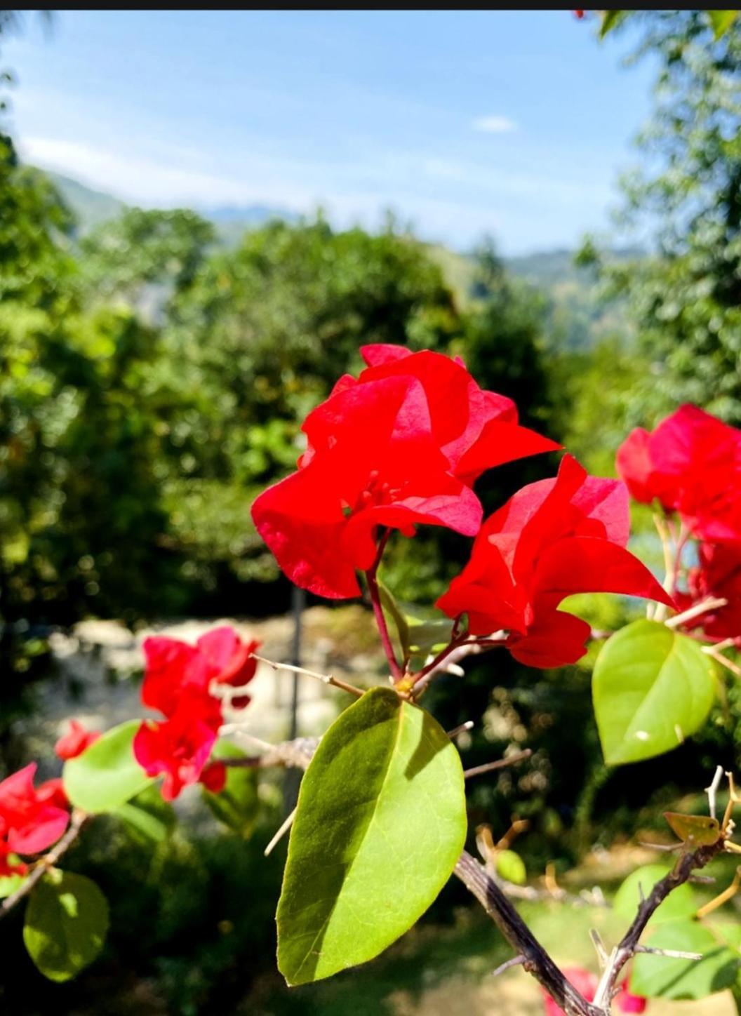 Blissful Haven Hotel Ella Kültér fotó